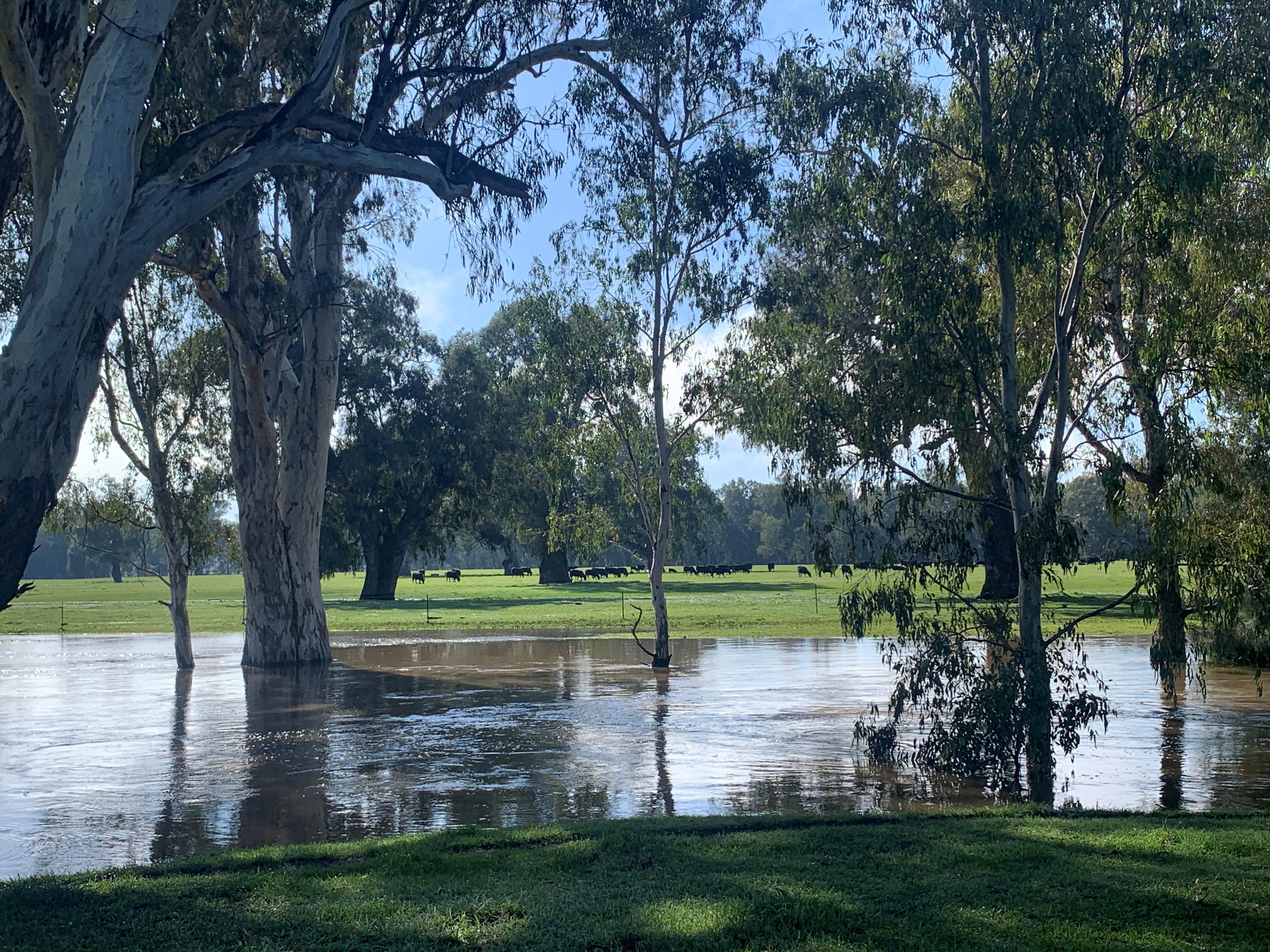 Cattle on the other side of floodwaters
