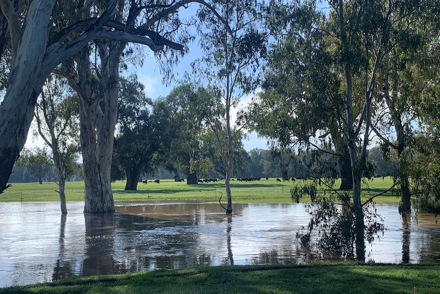 Cattle on the other side of floodwaters