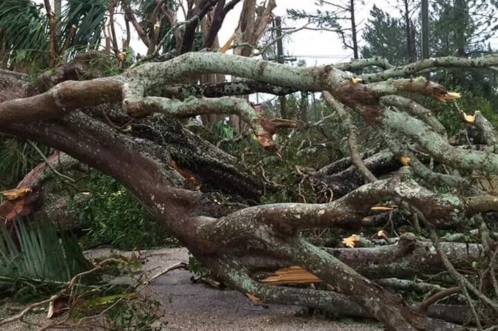 A huge fallen tree blocks a road in Tonga.