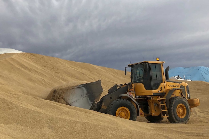 A skidsteer drives into a large pile of harvested barley scooping it up  
