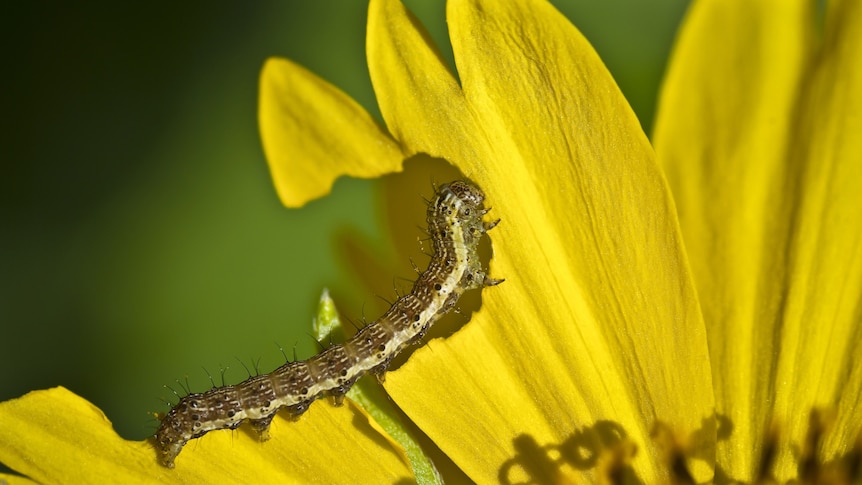 A caterpillar eats its way through a petal, Geraldton, Western Australia.