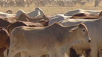 Cows in an Australian cattle farm