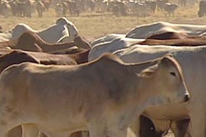 Cows in an Australian cattle farm