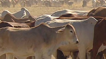 The RSPCA is working to provide water to the remaining cattle on the WA property. (File photo)