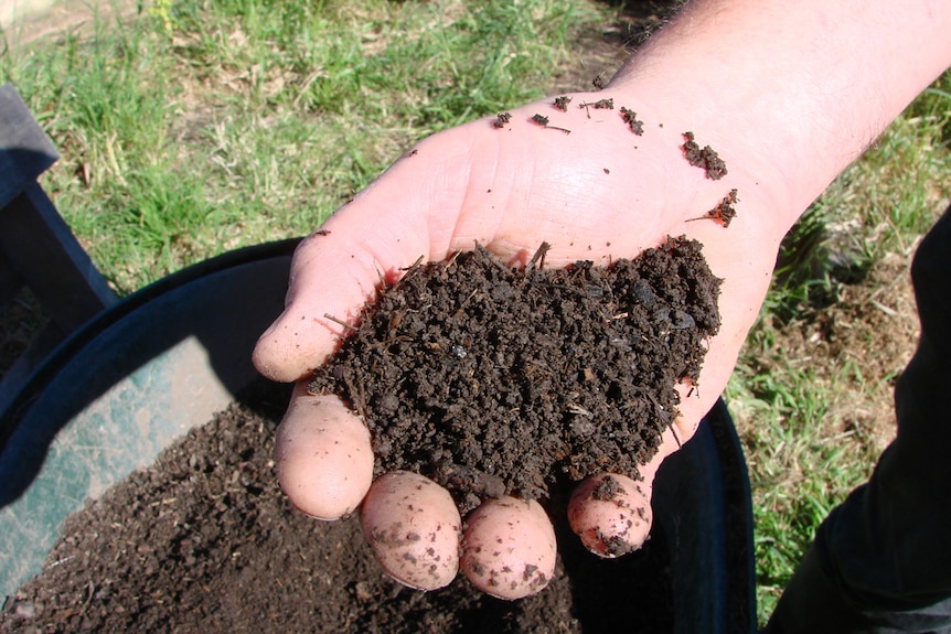 Sweet-smelling hand full of 'biochar' compost