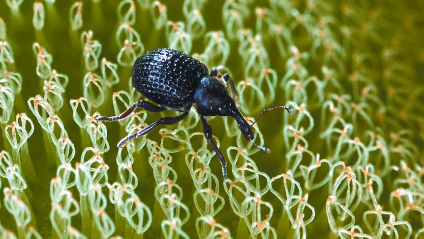 A close-up of a Cyrobagous weevil on a plant.