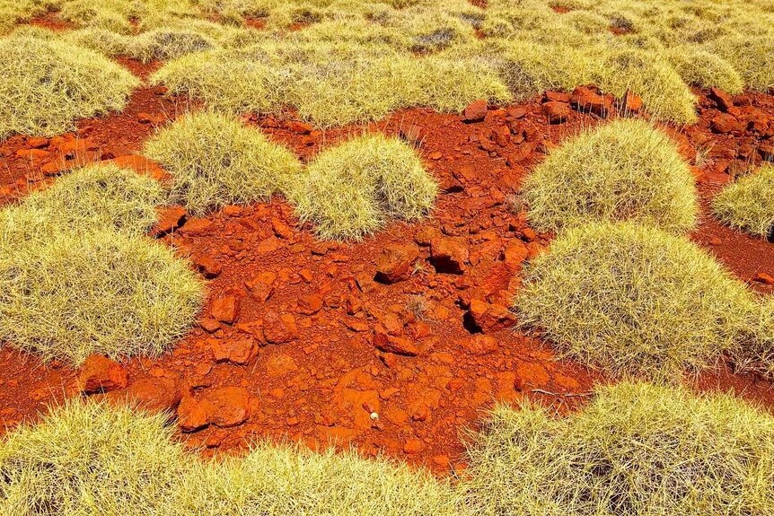 Red dirt and rocks with clumps of spinifex grass