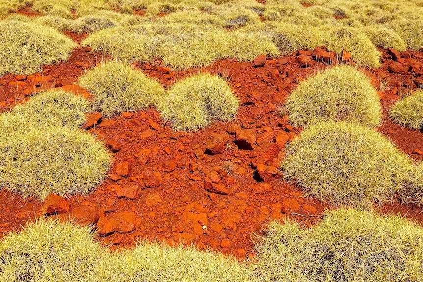 Red dirt and rocks with clumps of spinifex grass