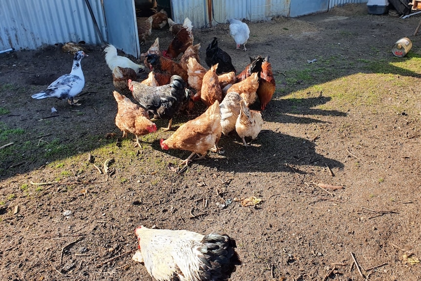 a bunch of chickens outside a shed