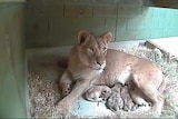 Lion cubs born at Werribee zoo