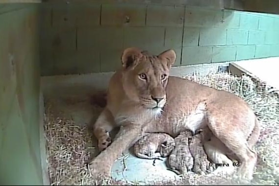 Werribee Zoo staff rejoice at birth of three African lion cubs - ABC News
