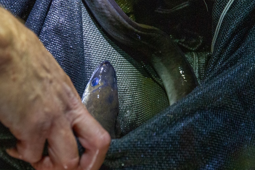 the head of an eel sticks out of a net.