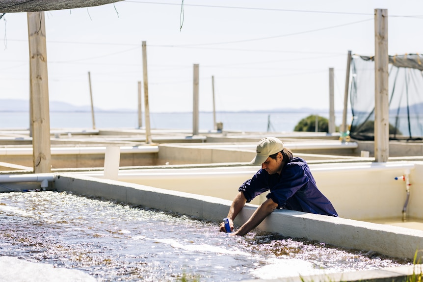 A man leans over a large commercial-scale grow tank with water inside 