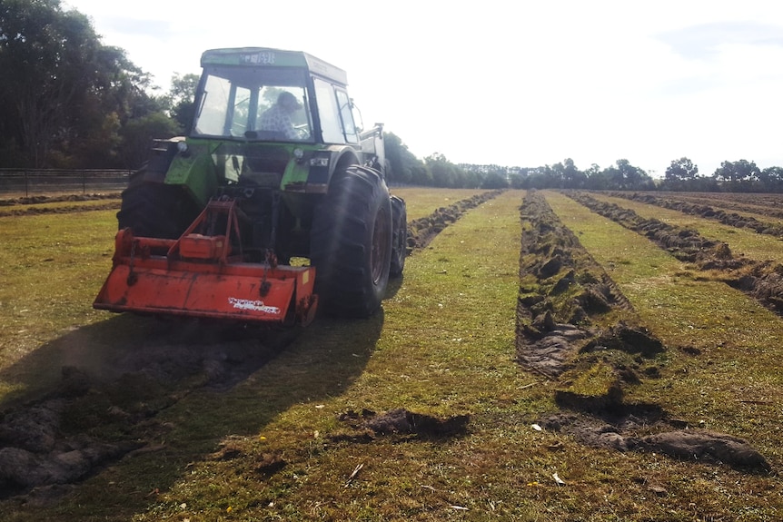 A tractor is ploughing a field getting ready to plant leptospermum trees