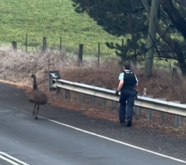 Police pursuit of emu just part of 'life of a country cop'
