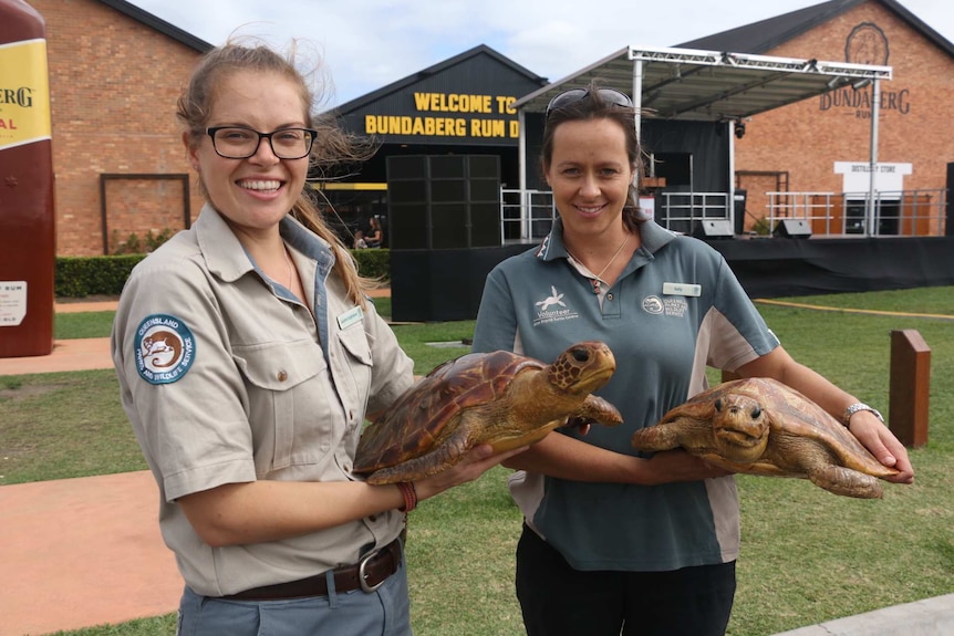 Queensland Parks rangers set up a turtle display for the Prince's visit to Bundaberg.