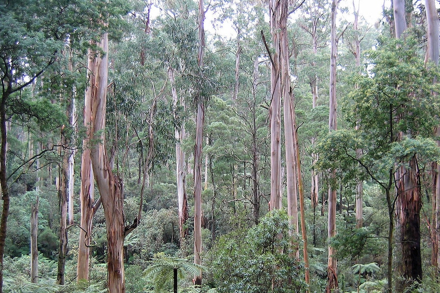 Mountain ash forest in Victoria