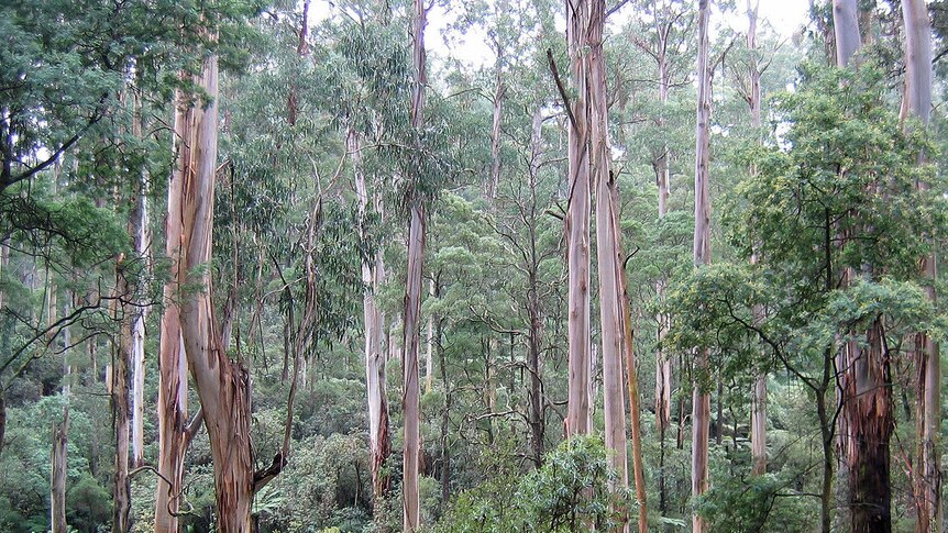 Mountain ash forest in Victoria