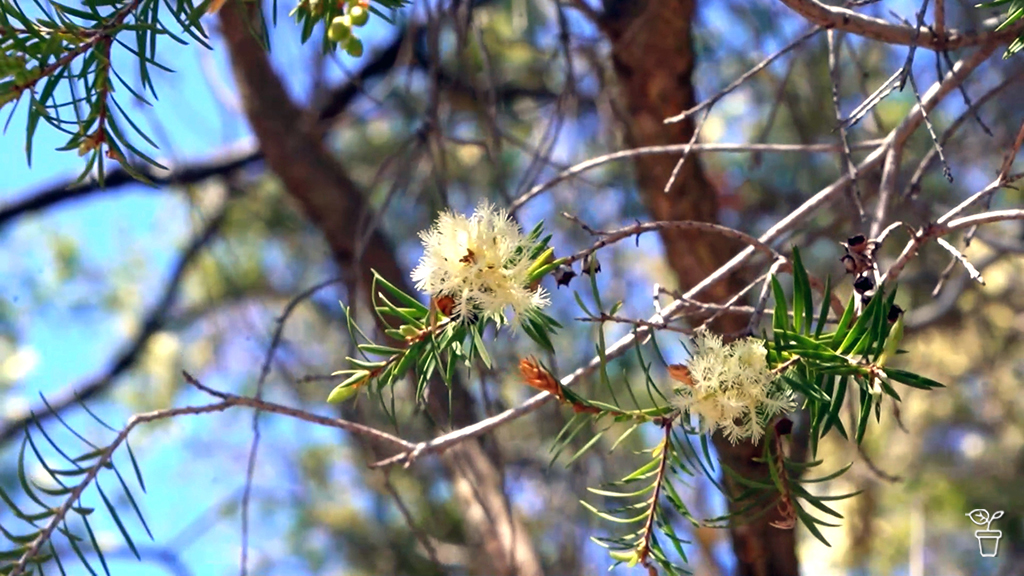 Nature's Strip Nature's Strip