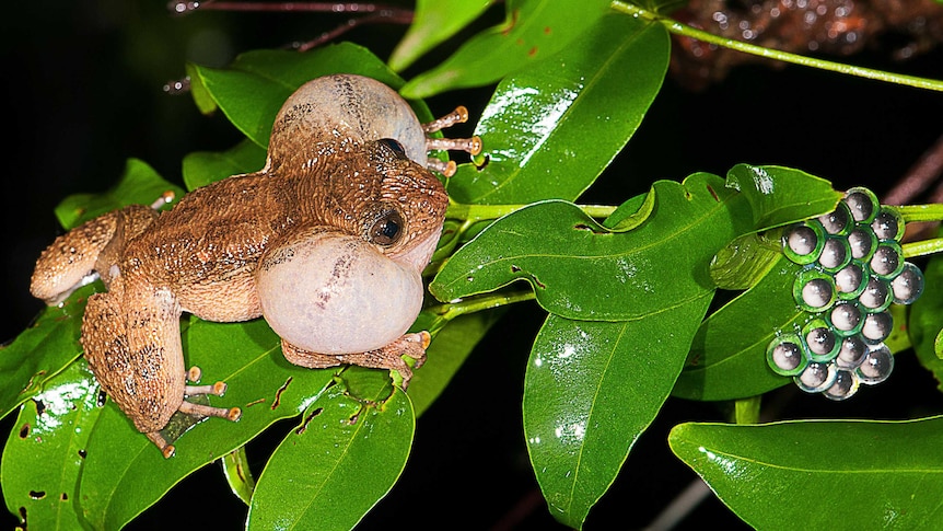 A frog with puffed-out cheeks near a clutch of frog eggs on a leaf.