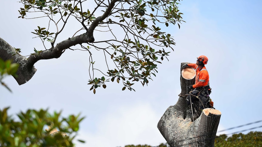 An arborist is seen in a large Moreton Bay Fig tree against a blue sky.