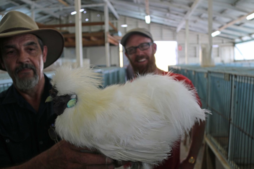 A bantam rooster handed in at the Hobart amnesty.