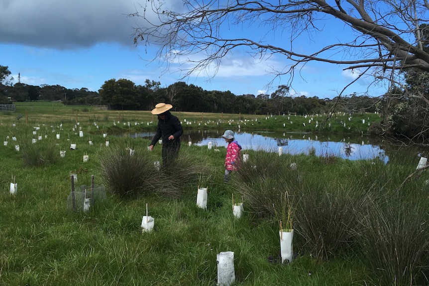 A child and adult stand in a green field with young trees planted near a lake.