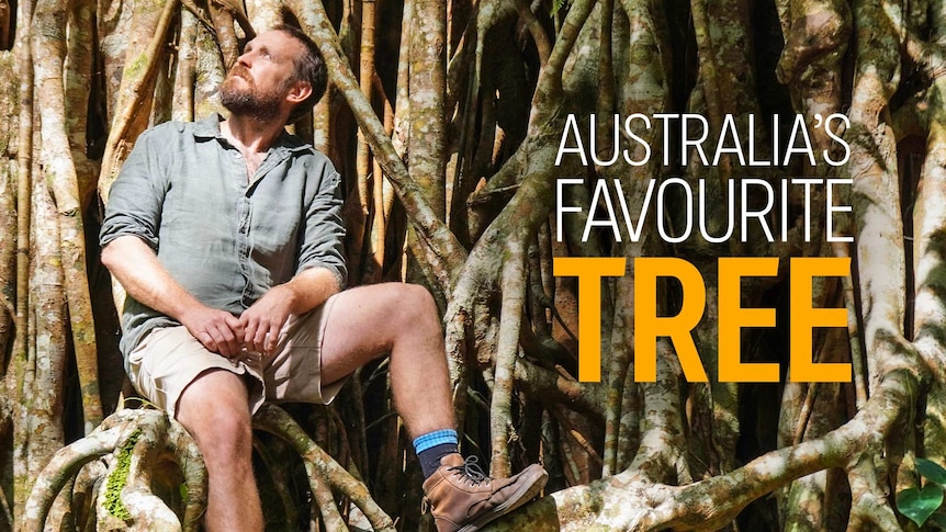 Man looking up at the sky, sitting atop the base of a tree trunk