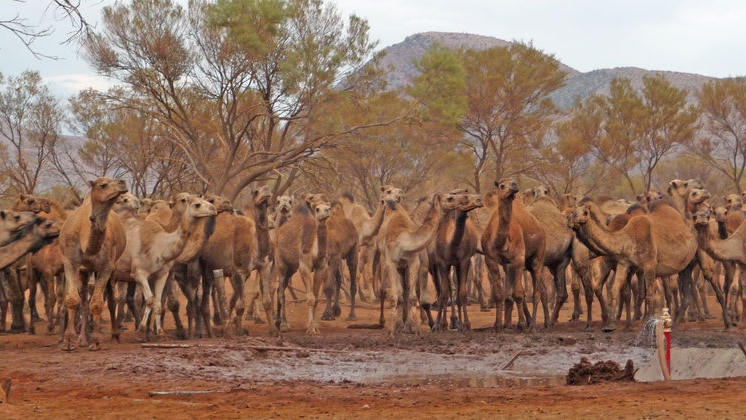 Camels drinking