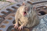 A rat stuck in a sewer manhole  looks into the camera with a seemingly imploring look on its face