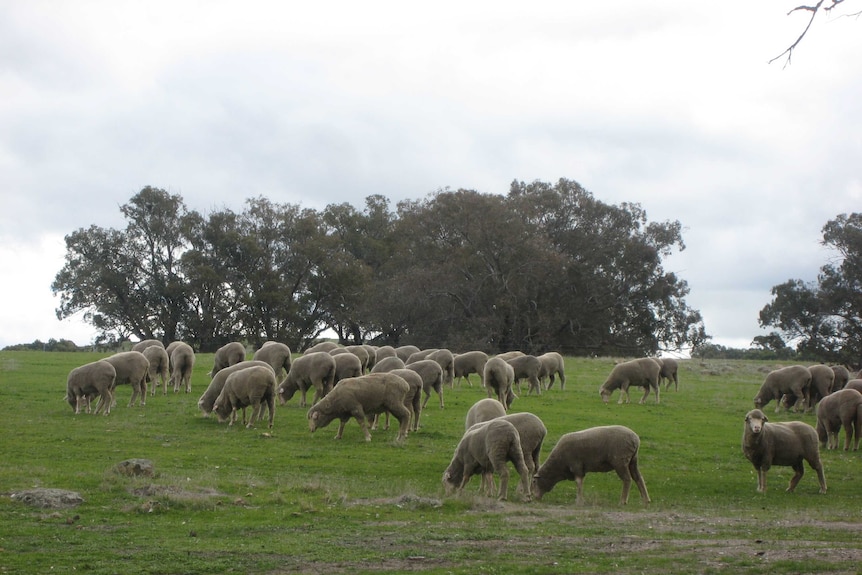sheep grazing in a paddock