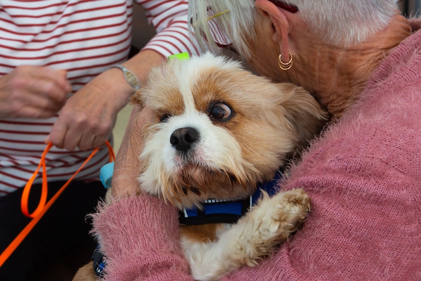 A little dog looks away scared from a cuddle with his owner.