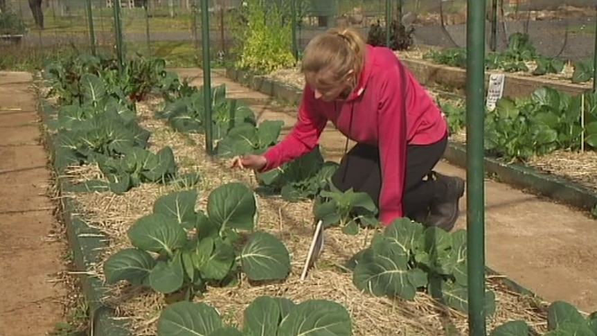 A charity group is growing food in Burnie