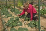 A charity group is growing food in Burnie