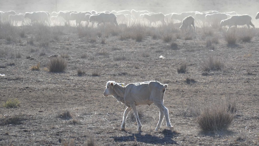 Skinny sheep kick up dust as they search for feed