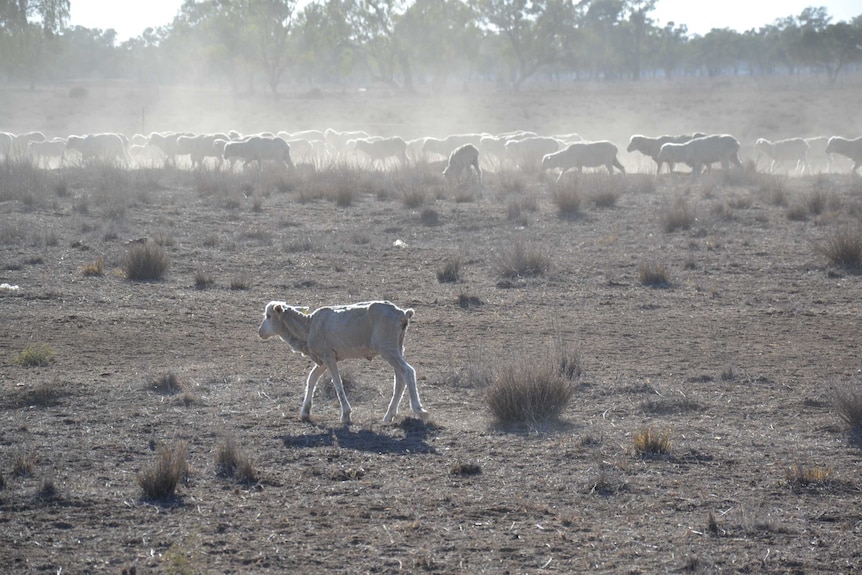 Skinny sheep kick up dust as they search for feed