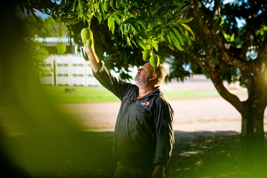 A white man with grey facial hair picks a mango from a tree