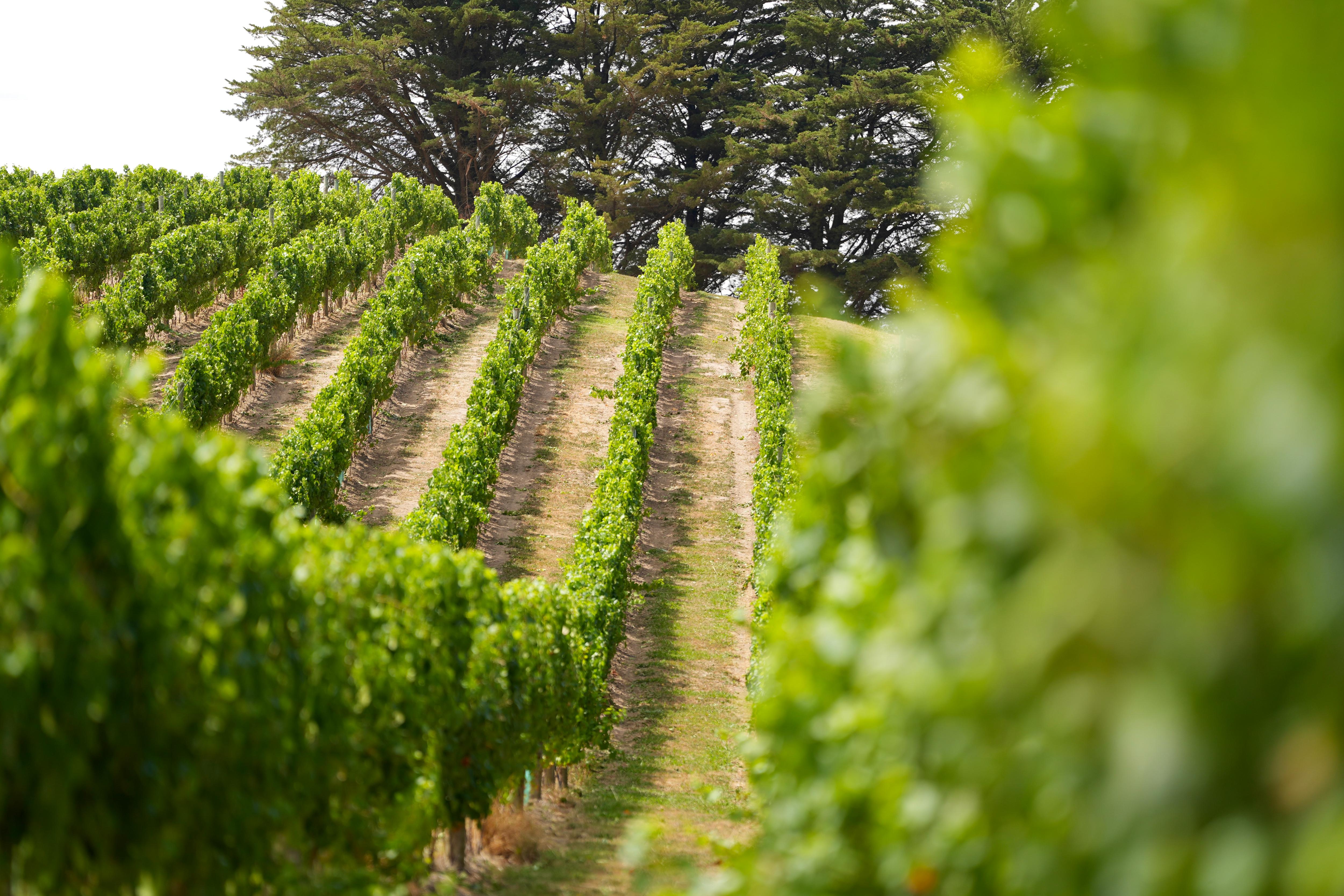Rows of chardonnay grape vines in the Adelaide Hills.