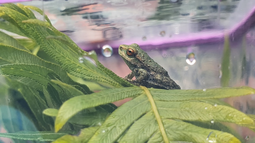 Frog sits in water tank