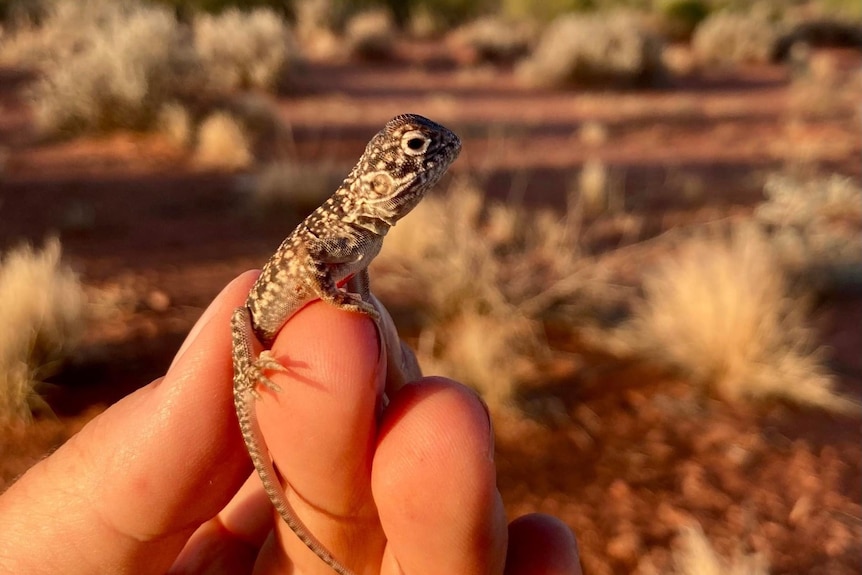 A small lizard in someone's hands.
