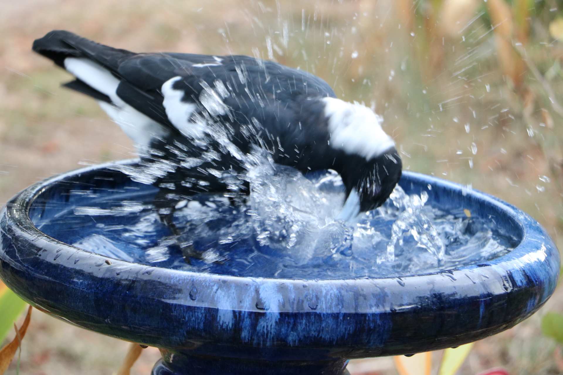 Magpie splashing in bird bath in Canberra