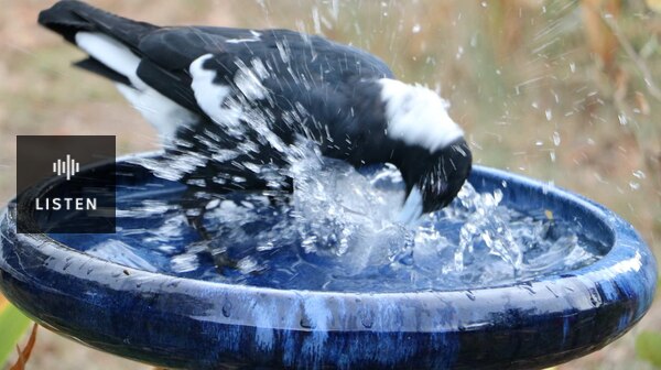 Magpie splashing in bird bath in Canberra. Has Audio.