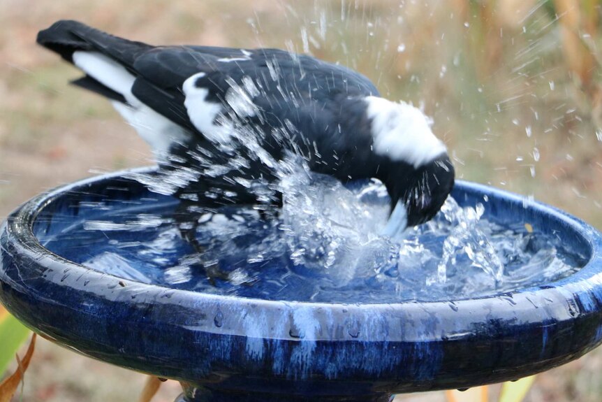 Magpie splashing in bird bath in Canberra