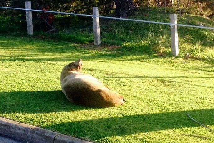 Fur seal in the grass at Portarlington
