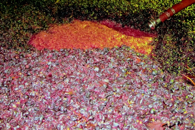 Jim the shiraz vine reaches fermentation