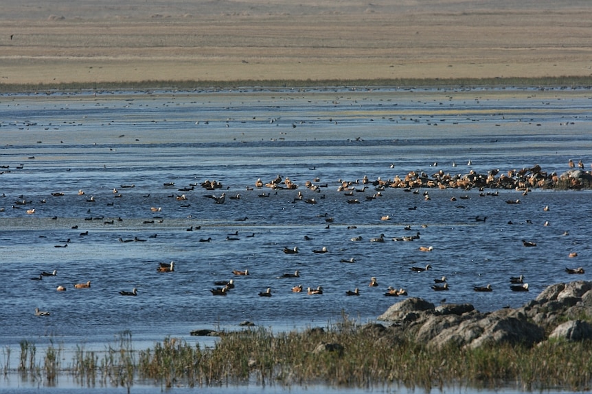 A group of birds are seen in a wetlands area.