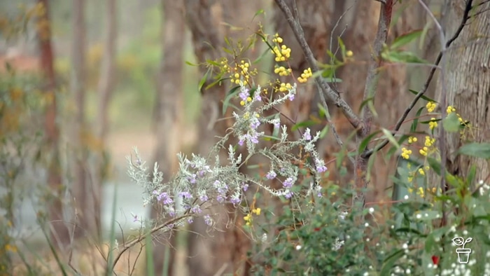 Bushland with colourful native flowers growing.