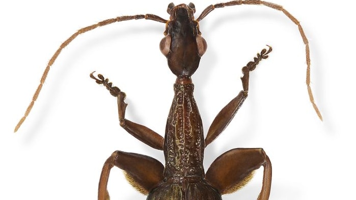 A pair of muscly looking legs earned this beetle the official title Agra schwartzeneggeri