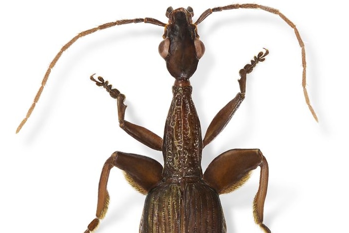 A pair of muscly looking legs earned this beetle the official title Agra schwartzeneggeri