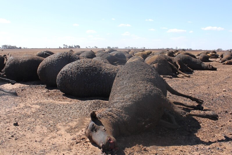 Burnt dead sheep lie on dry ground